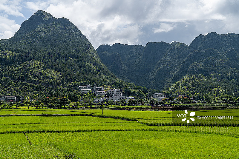 群山背景水稻全景图片素材