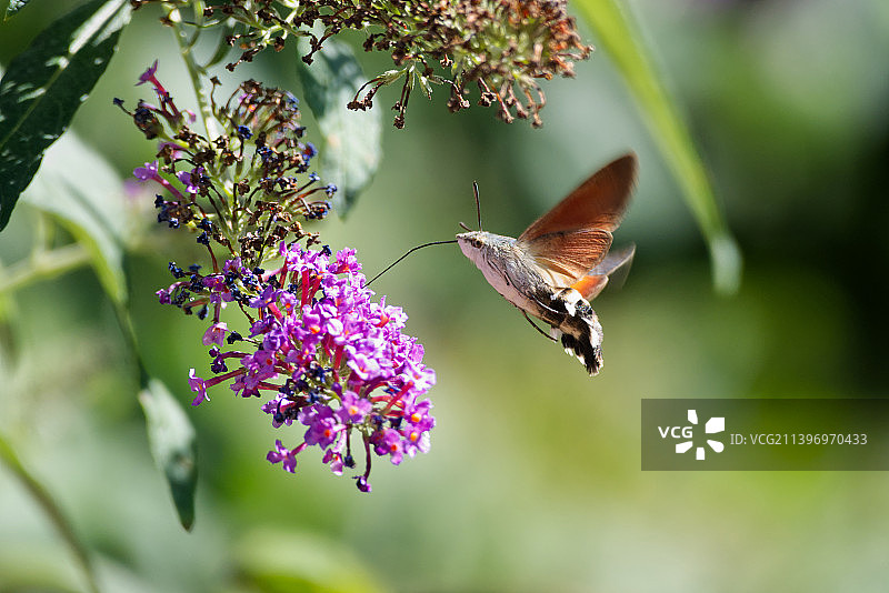 蝴蝶在紫色花朵上授粉的特写图片素材
