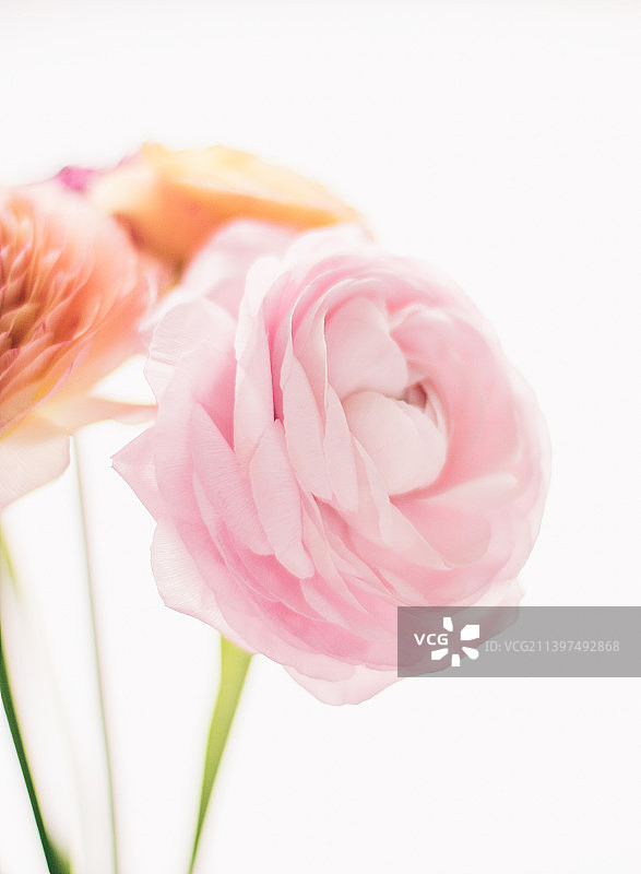 粉色玫瑰从花园-婚礼，假日和花卉花园图片素材