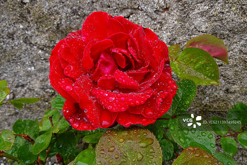 红玫瑰特写图片素材