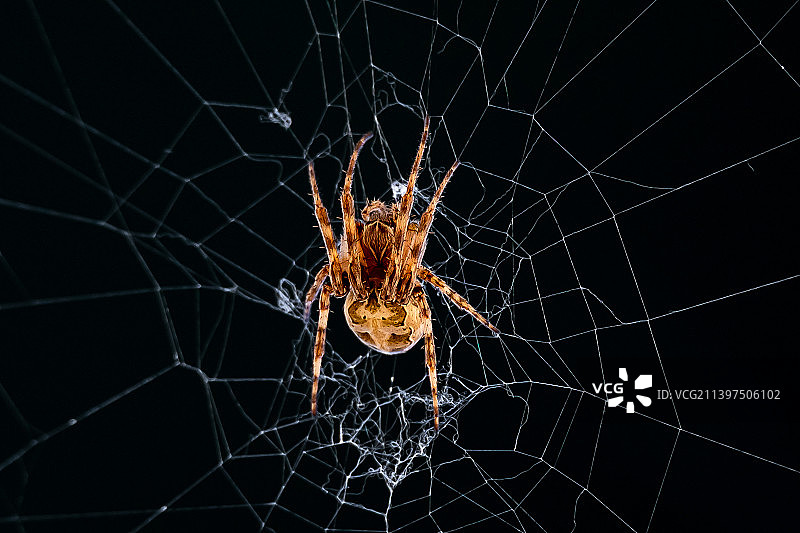 蛛网上的蜘蛛特写，迪提肯，瑞士图片素材