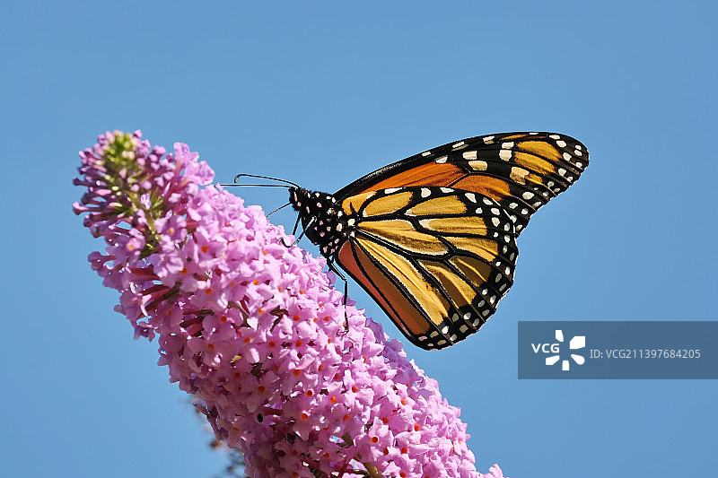 蝴蝶在粉红色花朵上授粉的特写图片素材