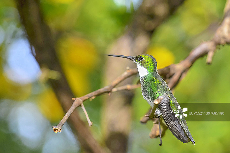 巴西，栖息在树枝上的热带蜂鸟的特写图片素材