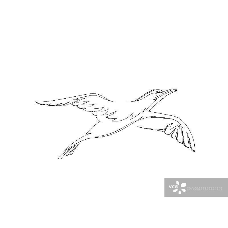 鸟类动物设计标志轮廓图片素材