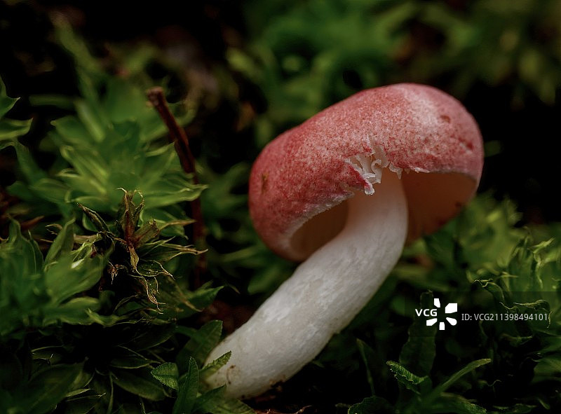 小蘑菇图片素材