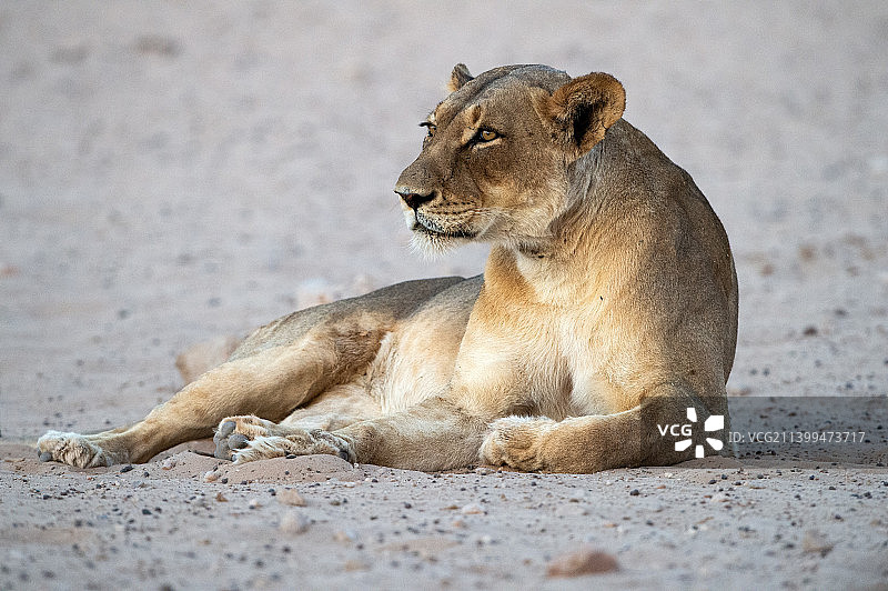 南非Kgalagadi跨国公园，母狮子在休息图片素材