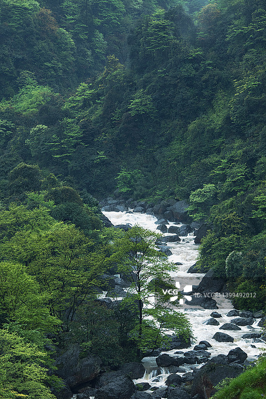 森林中树木中的河流的高角度视图图片素材