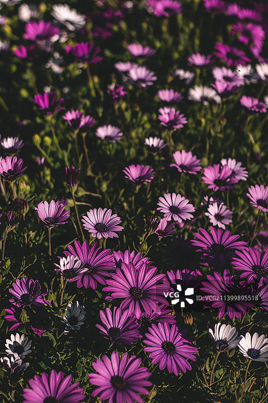 田野上粉红色开花植物的高角度视图图片素材