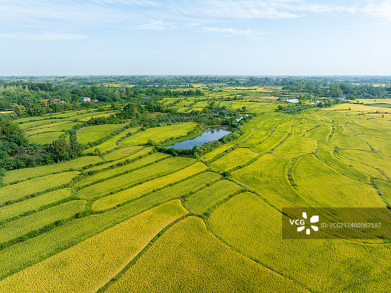航拍秋天成熟的金黄色稻田自然风景图片素材