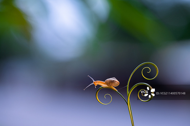 蜗牛在植物上的特写，印度尼西亚图片素材