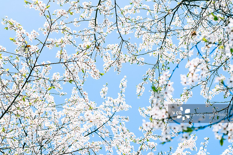 樱花树和蓝天，白花作为自然背景图片素材