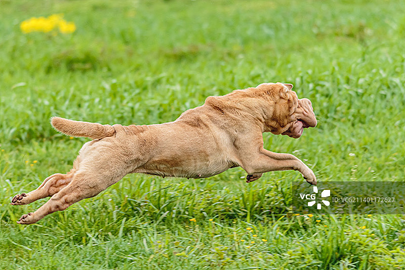 天气晴朗的爱沙尼亚，沙佩狗在诱惑赛程比赛场上奔跑图片素材