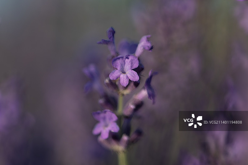 紫色开花植物的特写，罗马尼亚图片素材