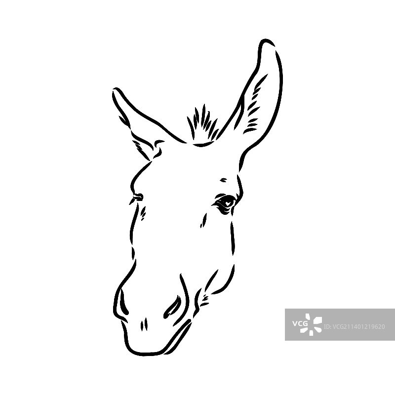 手绘驴子孤立在白色背景图片素材