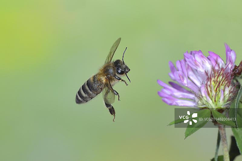 飞行中的蜜蜂(Apis mellifera)，高速自然照片，红色三叶草(三叶草)，西格兰，北莱茵-威斯特法伦州，德国，欧洲图片素材