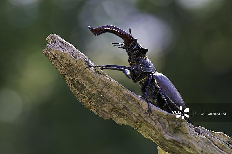 牡鹿甲虫(牡鹿甲虫)，雄性，有鹿角状的扩大下颚，欧洲最大和最显眼的甲虫，德国图林根州，欧洲图片素材