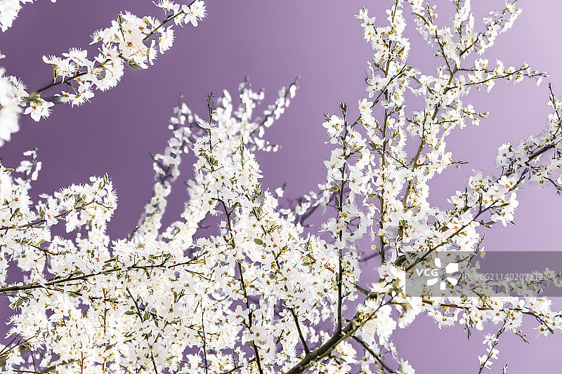 紫色背景上的花卉抽象艺术，复古樱花图片素材