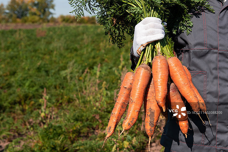 农夫双手戴着手套，手里拿着一束胡萝卜图片素材