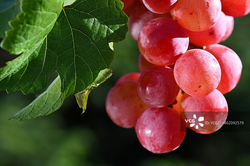 葡萄园里生长的葡萄的特写图片素材