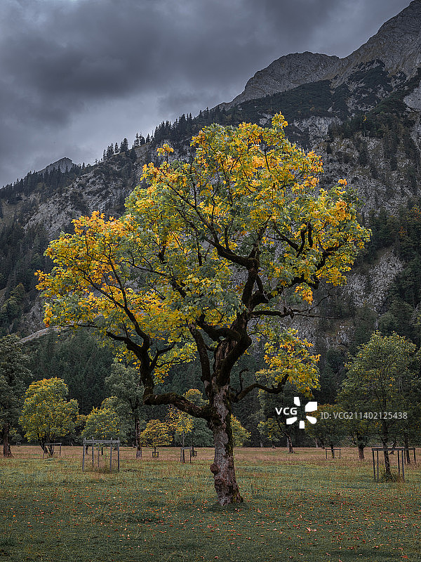 秋天，奥地利蒂罗尔，Ahornboden Karwendel山前的老枫树图片素材