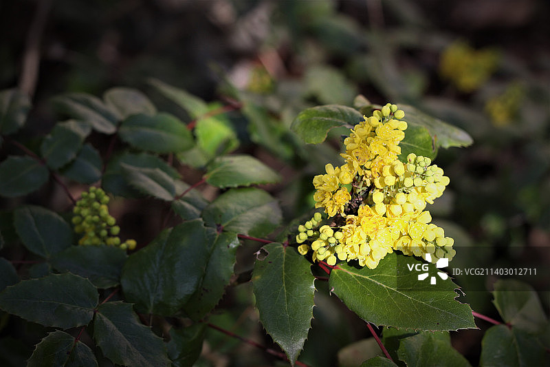 黄色开花植物的特写，维多利亚，英属哥伦比亚，加拿大图片素材