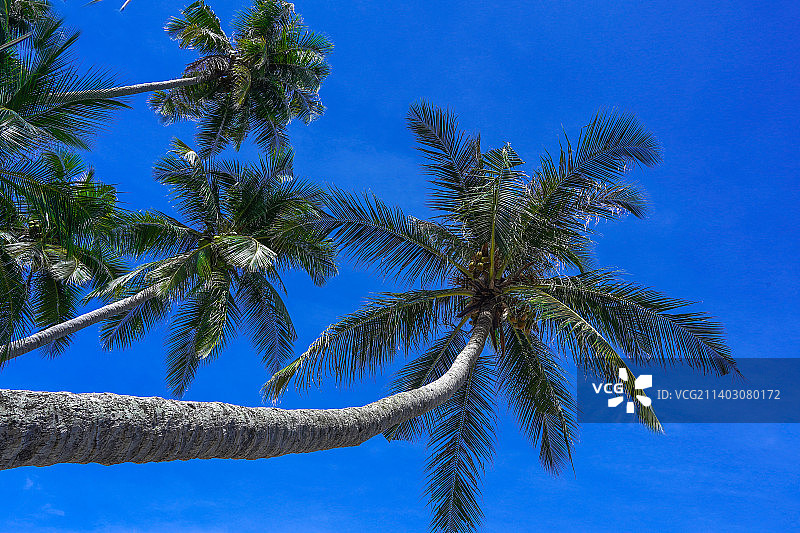 棕榈树衬蓝天在沙邦，亚齐，印度尼西亚，帕亚图片素材