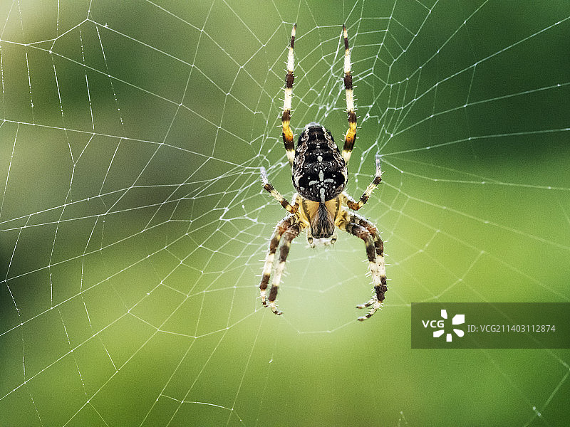 英国怀特岛上的花园十字蜘蛛，Araneus diadematus。图片素材