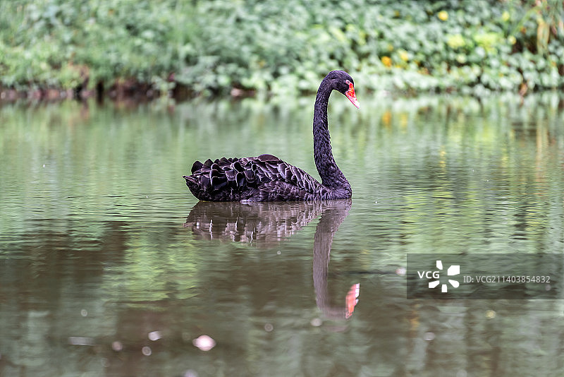 杭州临平公园的黑天鹅图片素材
