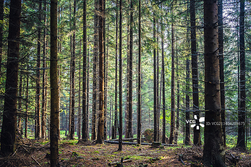 树木在森林,波兰图片素材