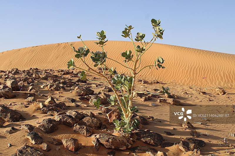清澈天空下的沙漠风景，沙特阿拉伯图片素材
