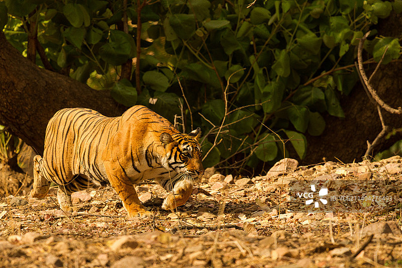 印度拉贾斯坦邦Ranthambore国家公园，老虎站在野外的侧视图图片素材