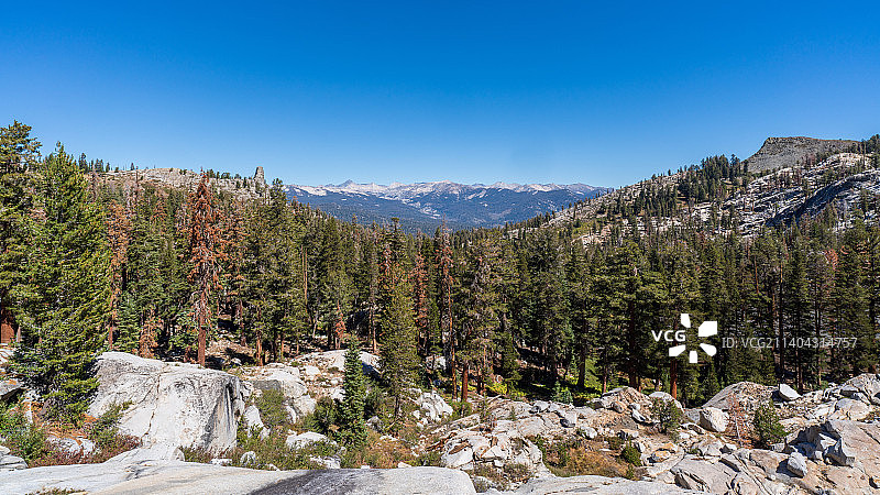 在美国加利福尼亚州的塞拉国家森林，湛蓝的天空映衬下的森林风景图片素材