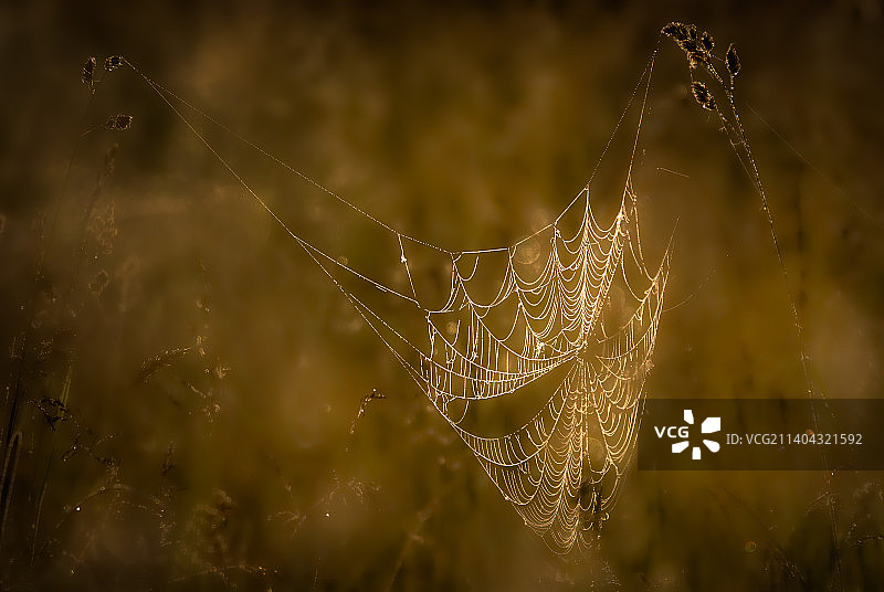 植物上湿蜘蛛网的特写，奇克托瓦加，纽约，美国图片素材