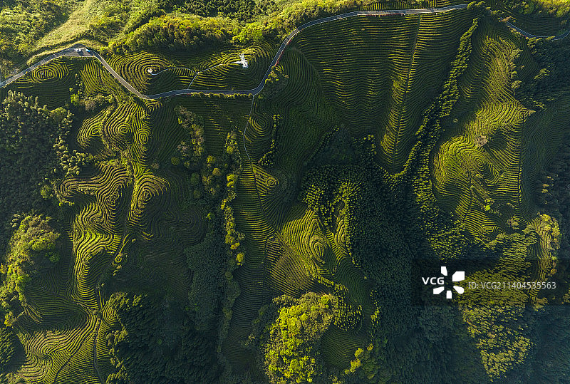 航拍山坡上的茶园 大地指纹 四川珙县图片素材