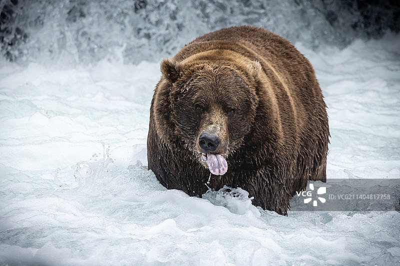 美国卡特迈国家公园和保护区，一只熊站在河里伸出舌头图片素材