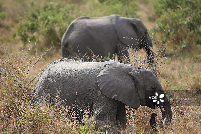 南非克鲁格国家公园，小象在草地上吃草的侧视图图片素材