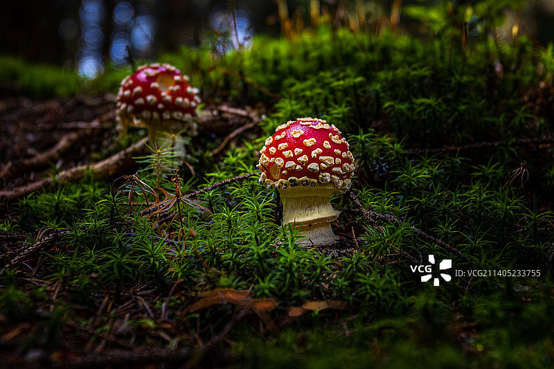 捷克共和国吉泽拉山田间飞木耳蘑菇的特写图片素材