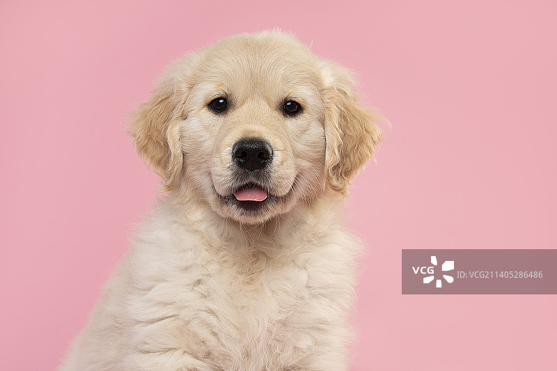 一只可爱的金毛猎犬小狗在粉红色的背景下看着相机的肖像，荷兰图片素材