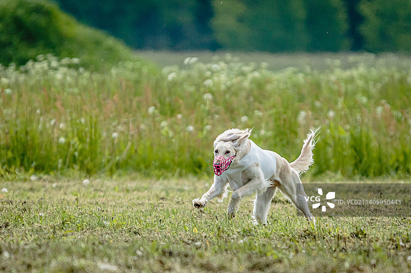 穿着白衬衫的萨卢基狗在赛道比赛场上追逐诱饵，爱沙尼亚图片素材