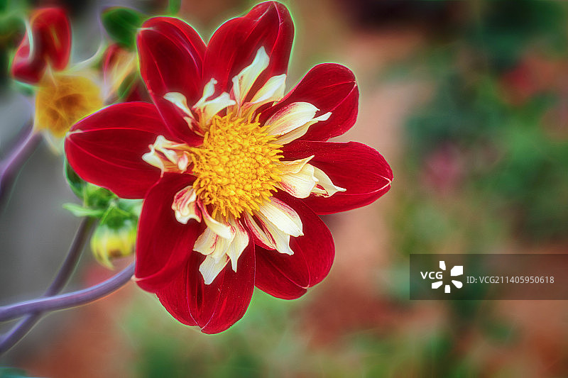 红色花朵的特写，马里尼安，法国图片素材