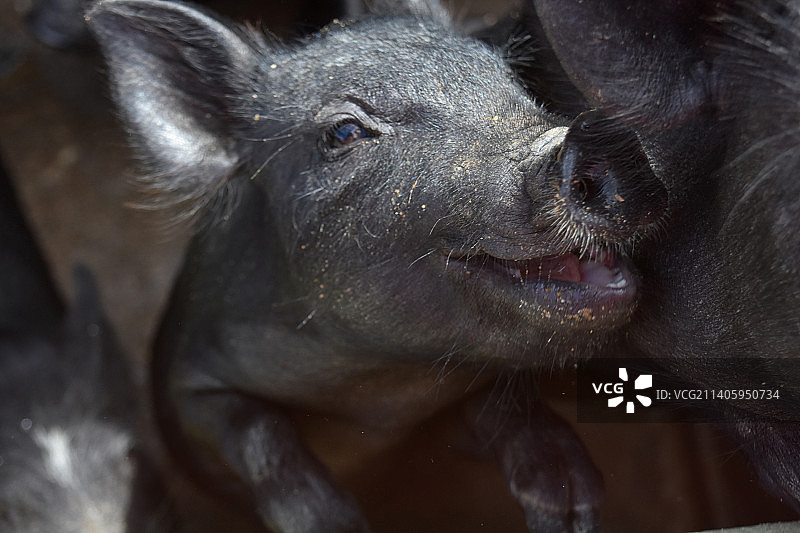 非常可爱的微笑黑小猪，看起来像他在笑图片素材
