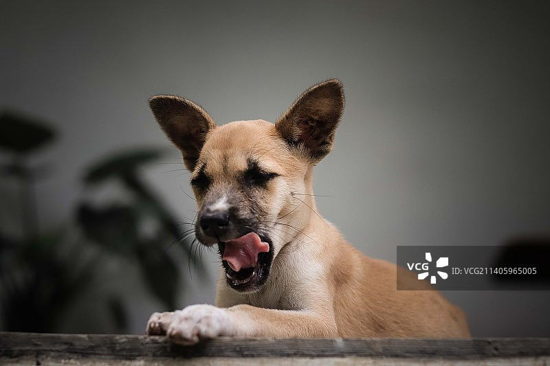 菲律宾巴丹加斯马比尼，一只狗坐在长凳上伸出舌头的特写镜头图片素材