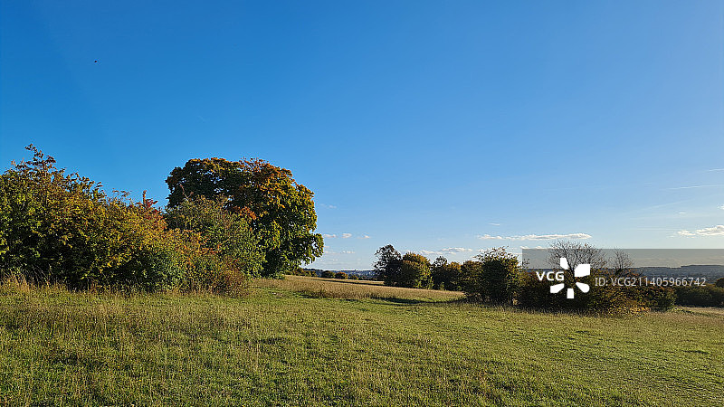 田野上的树木，衬着清澈的蓝天，斯特雷特利，英国，英国图片素材