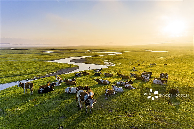 内蒙古呼伦贝尔草原莫日格勒河奶牛牛群夏季日出户外航拍高视角图片素材