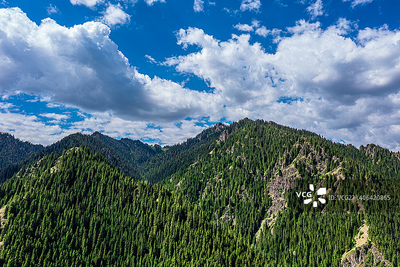 航拍：新疆夏尔西里自然生态保护区 蓝天白云云杉图片素材