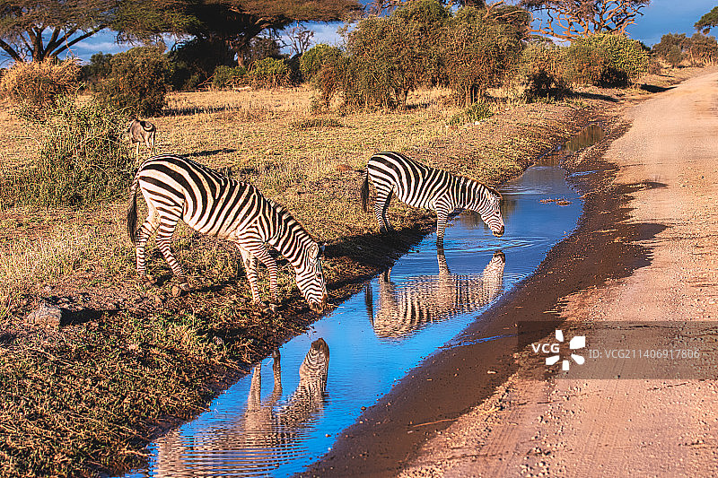 白天，肯尼亚安博塞利国家公园，一群野生动物在大自然中吃草图片素材