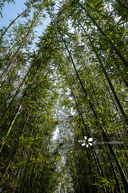 绵阳市户外竹子，自然，风景图片素材