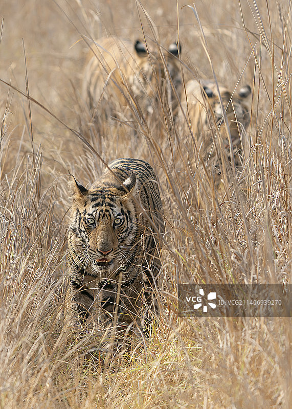 母虎，孟加拉虎和她的幼虎，印度图片素材