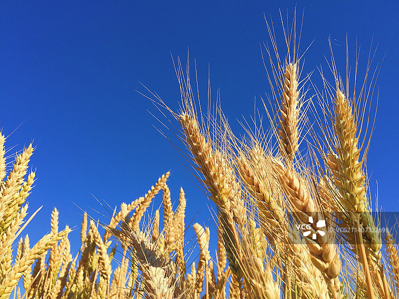 低角度的小麦生长在土地上，对着清澈的蓝天，尼泊尔图片素材