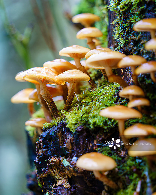 英国，湖区国家公园，树干上生长的蘑菇特写图片素材